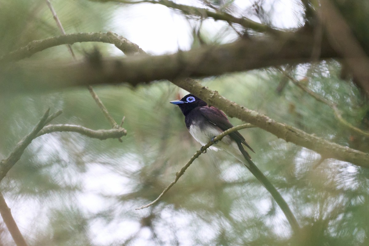 紫綬帶 - ML646271357