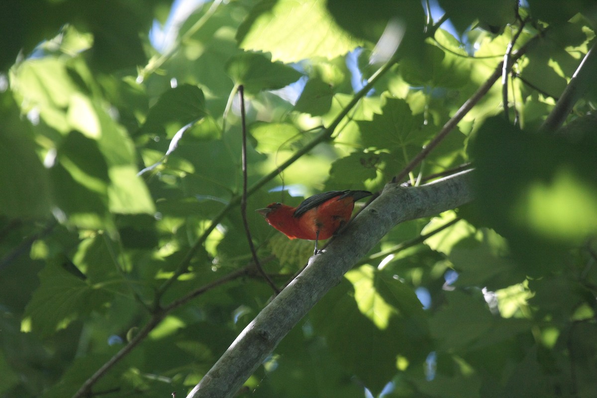 Scarlet Tanager - ML646271362