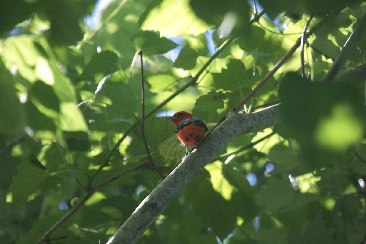 Scarlet Tanager - ML646271363