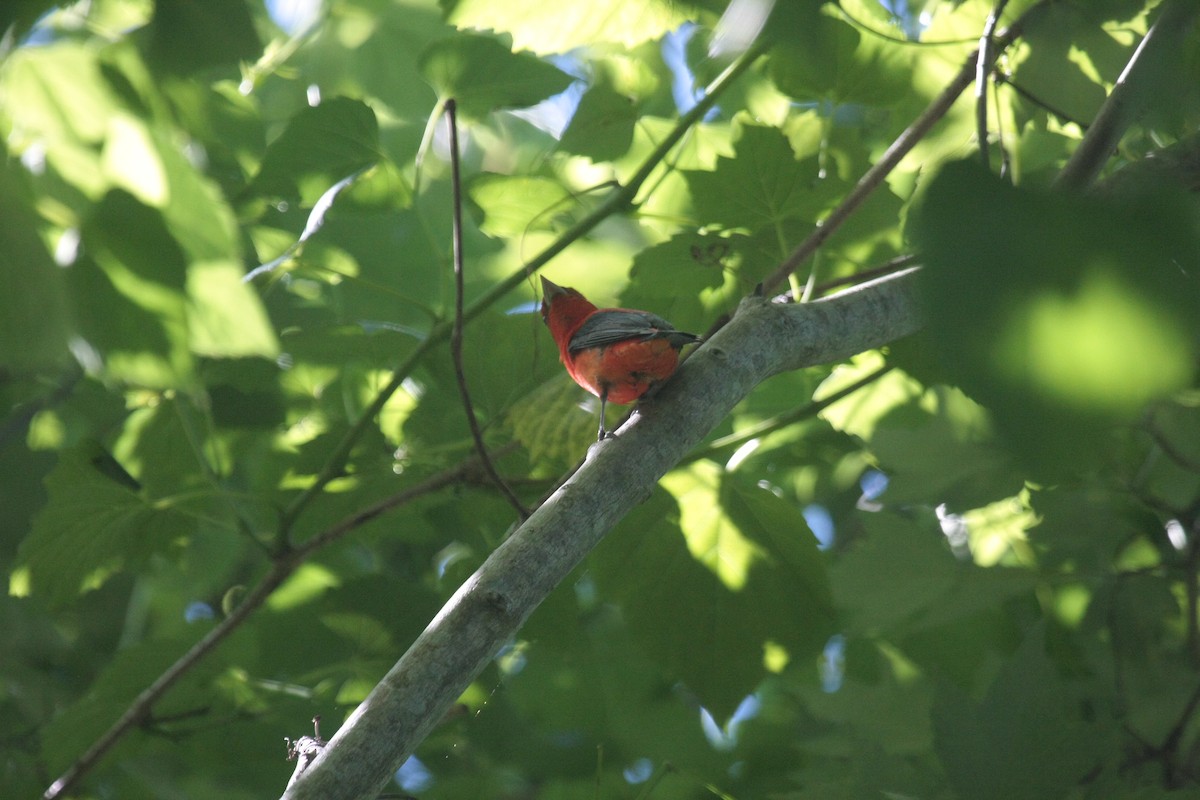 Scarlet Tanager - ML646271364