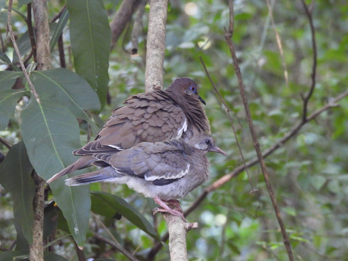 White-winged Dove - ML646271365