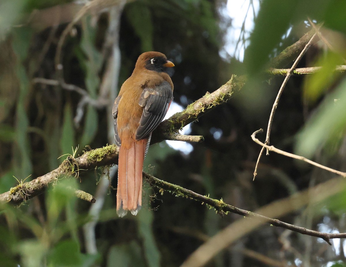 Masked Trogon - ML646271367