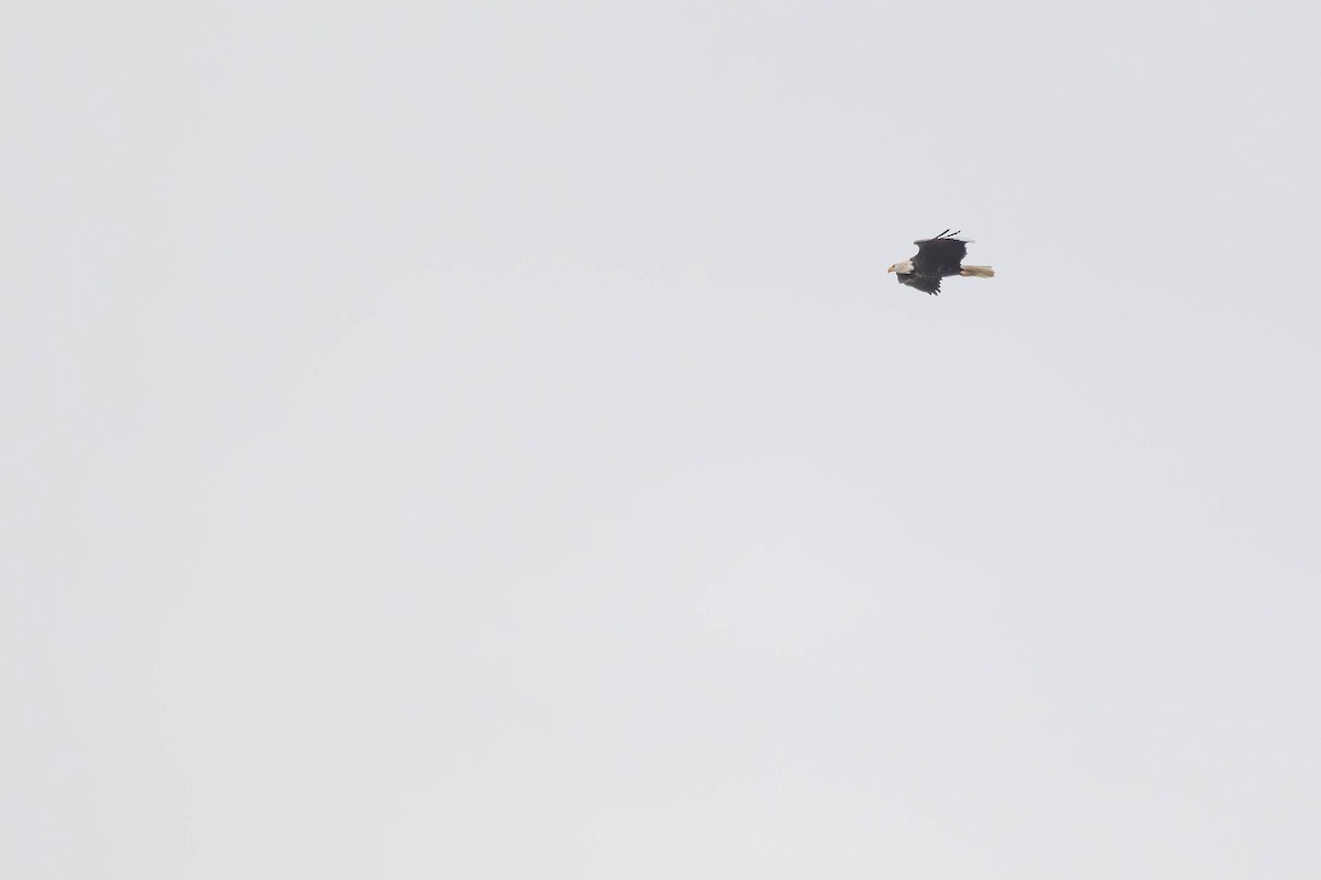 Bald Eagle - ML646271368