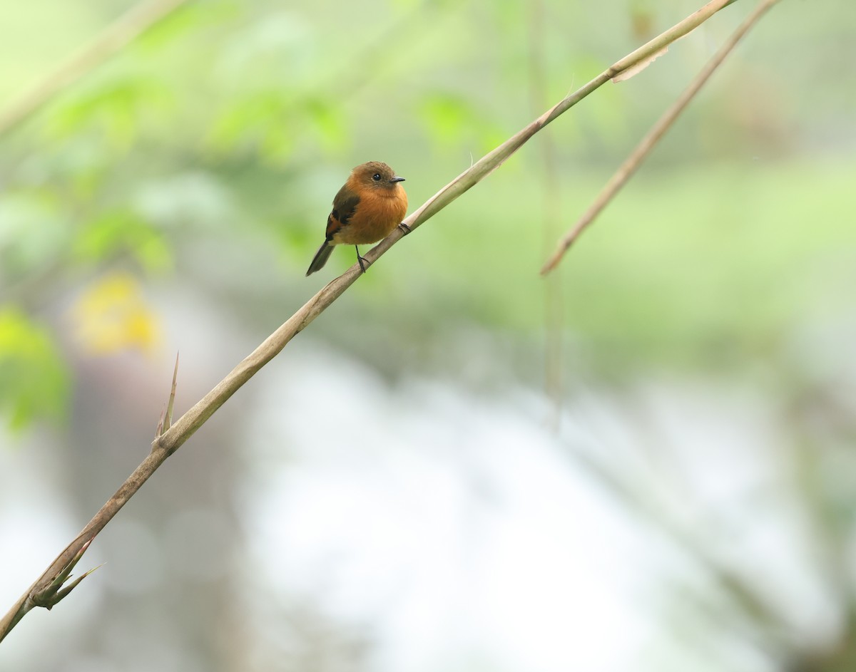 Cinnamon Flycatcher - ML646271371