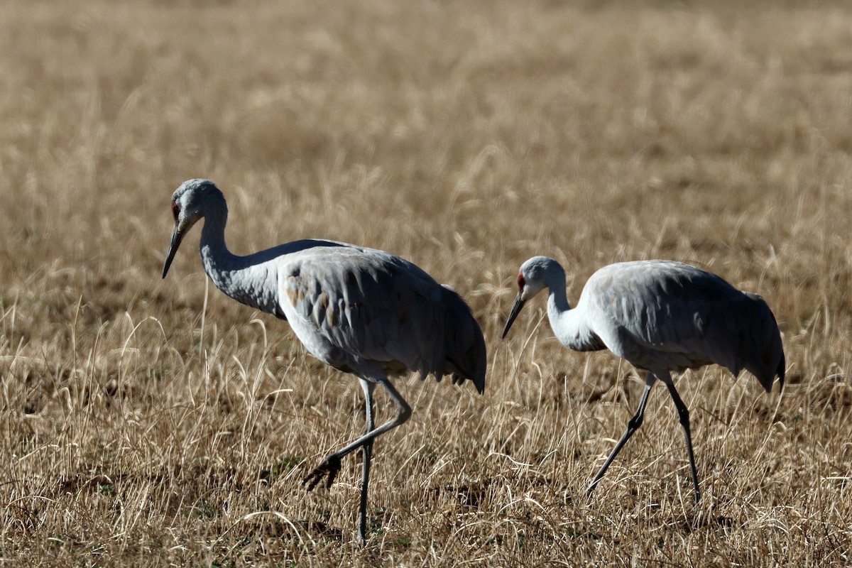 Sandhill Crane - ML646271372