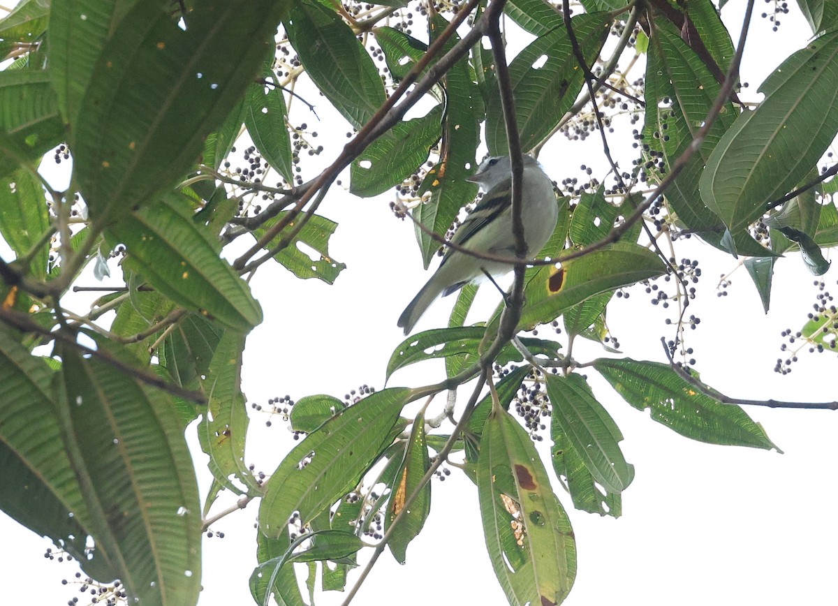 White-tailed Tyrannulet - ML646271373