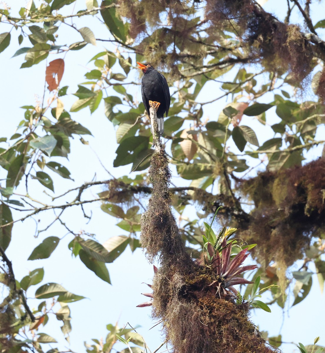 Glossy-black Thrush - ML646271376
