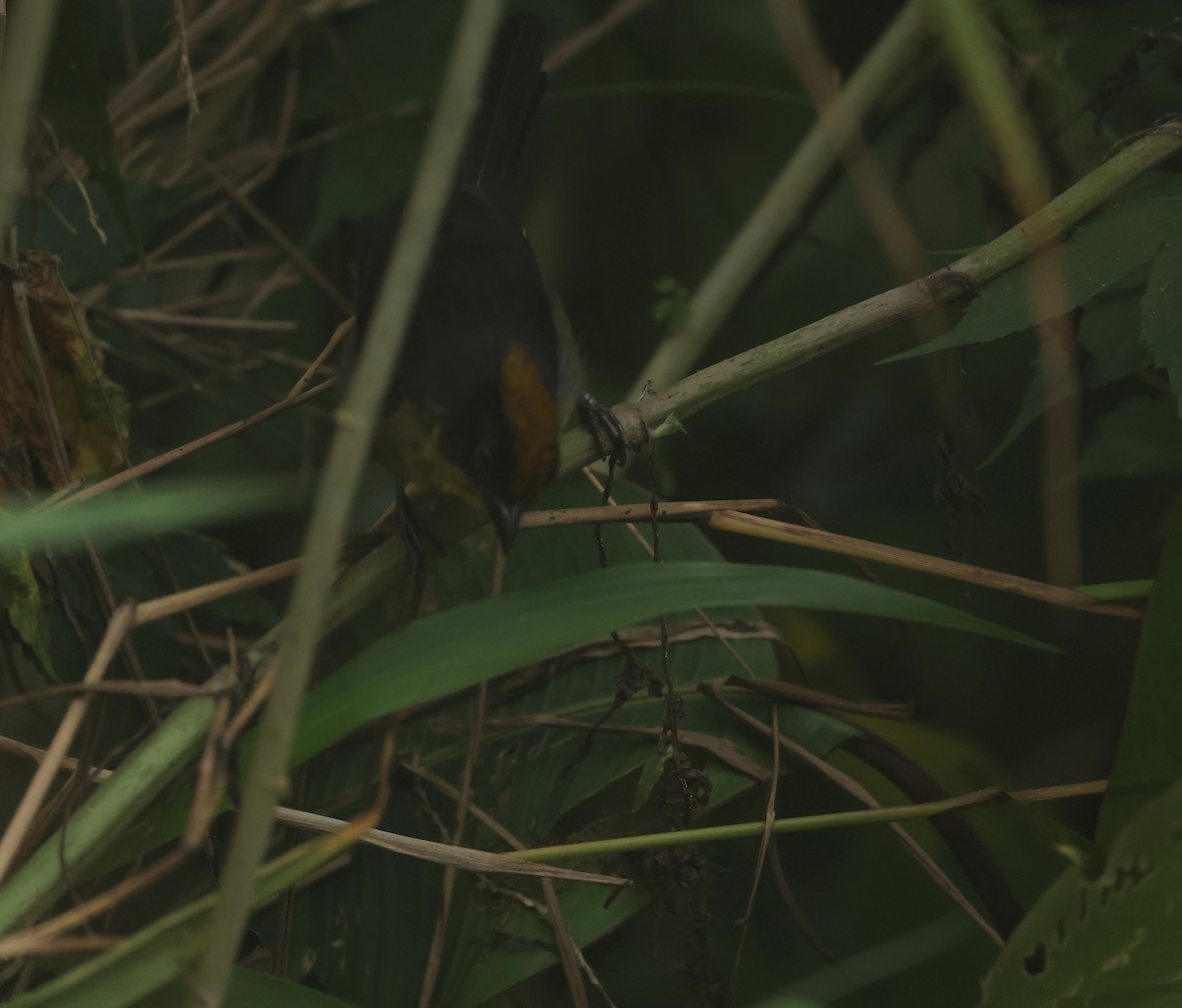 Choco Brushfinch - ML646271381