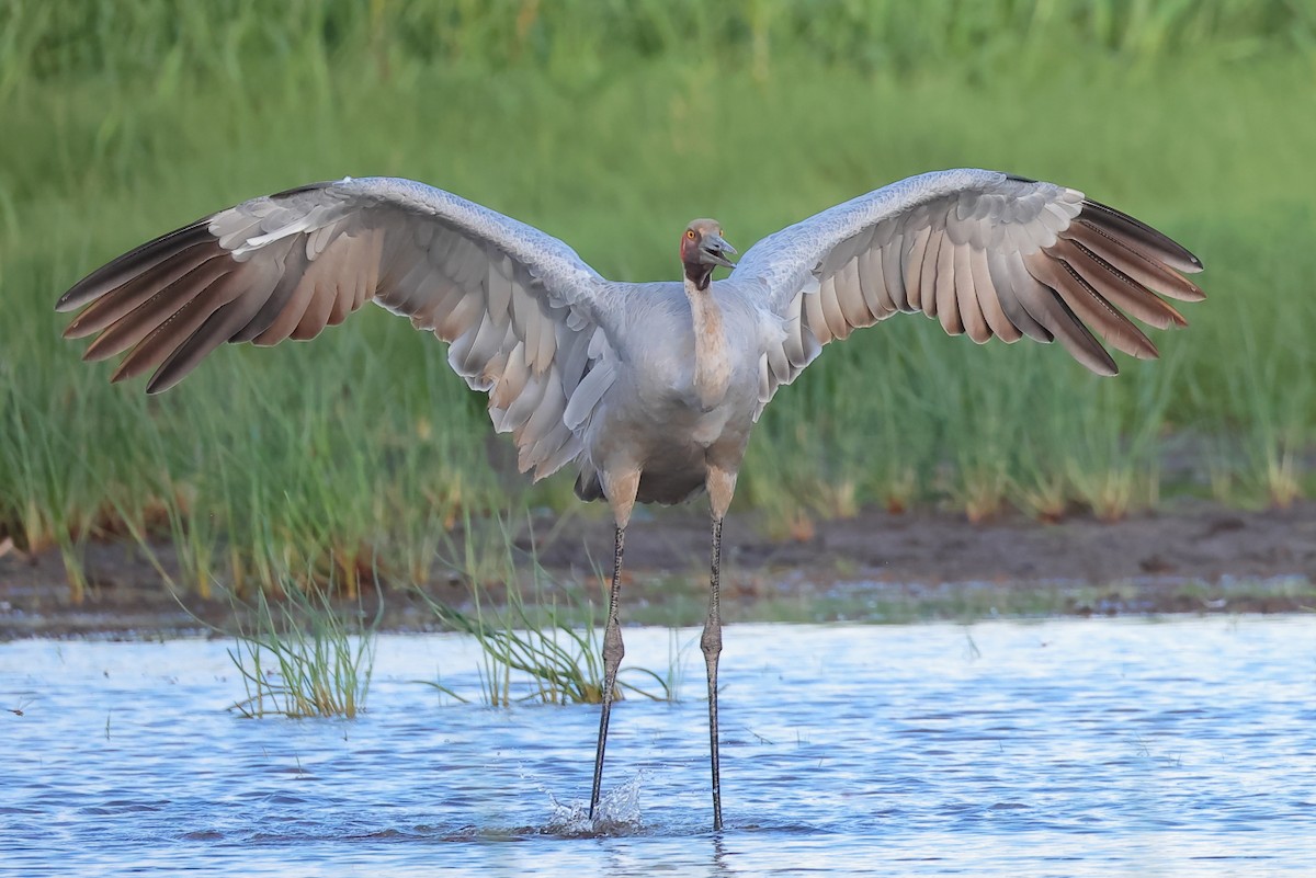 Brolga - ML646271382