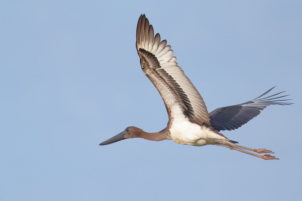 čáp černokrký - ML646271385