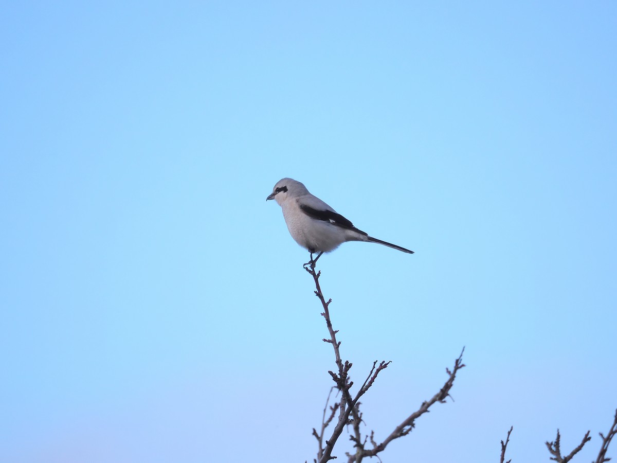 Antzandobi boreala - ML646271388