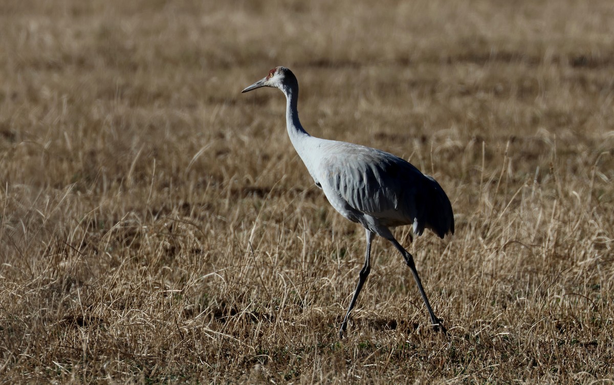 Sandhill Crane - ML646271389