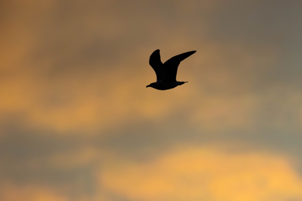 Great Black-backed Gull - ML646271391