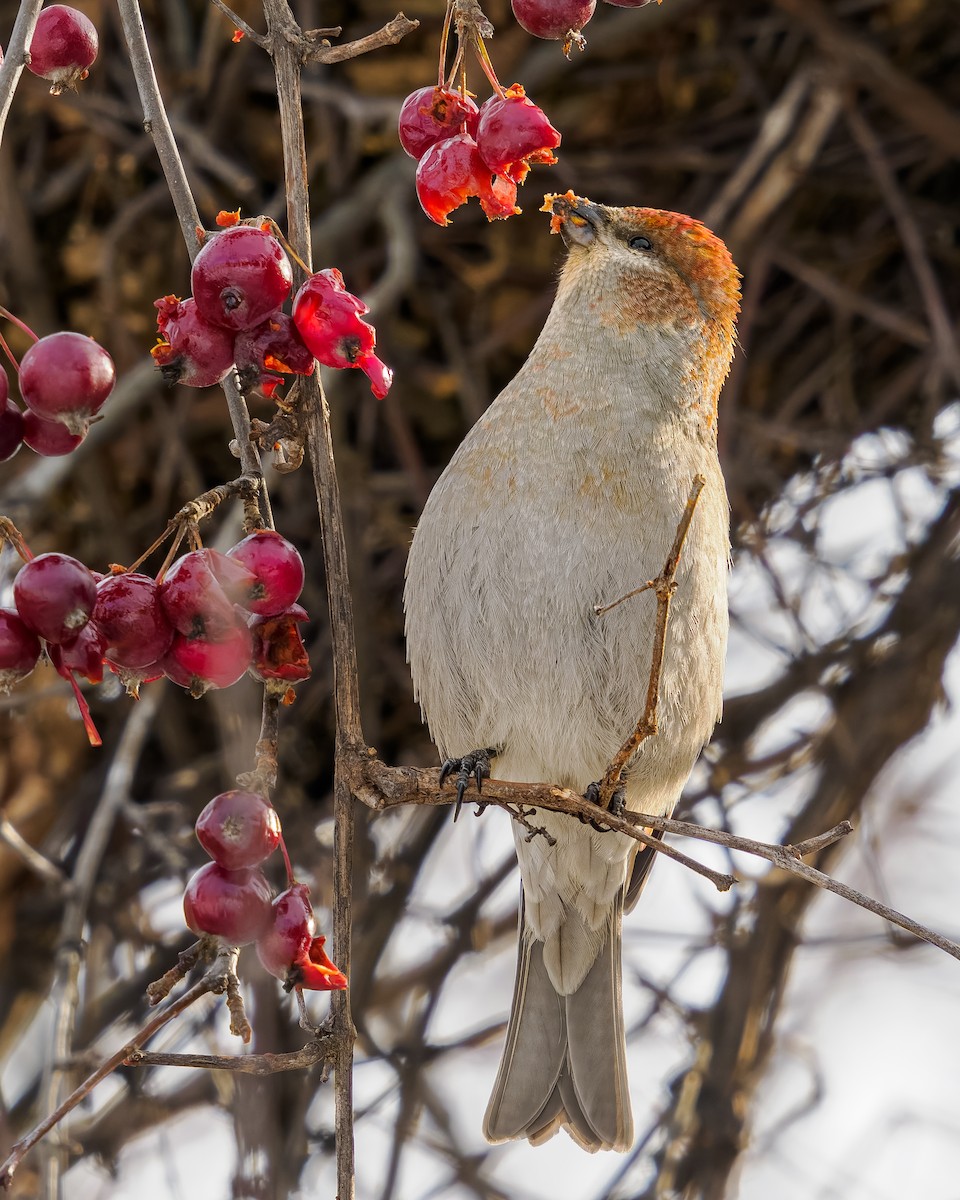 hýl křivčí - ML646271393