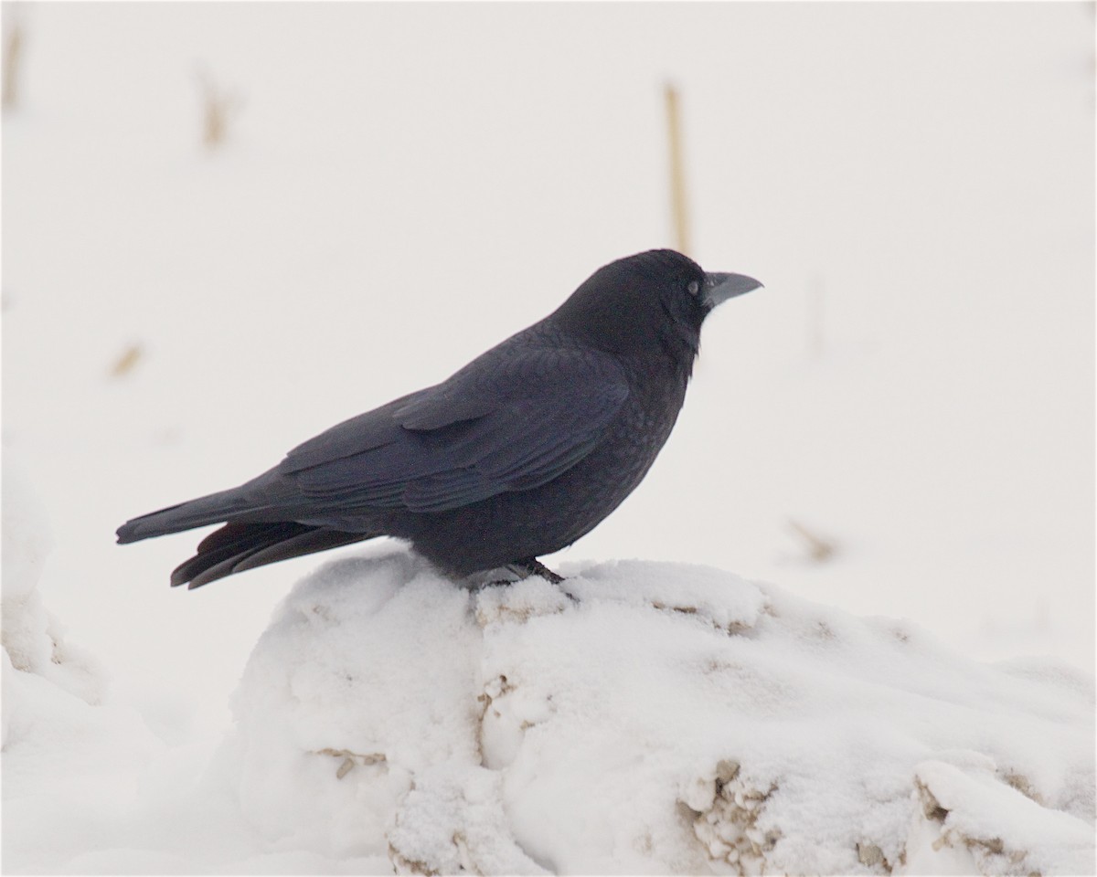 American Crow - ML646271395