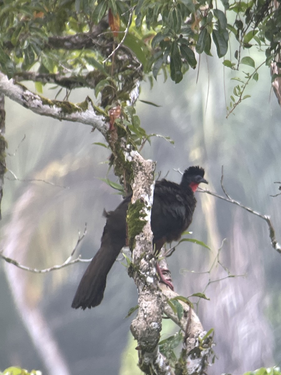 Blue-throated Piping-Guan - ML646271396