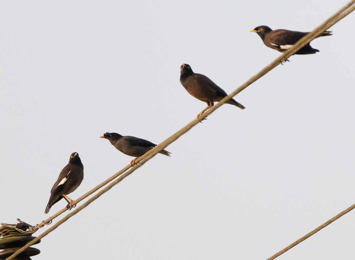 Jungle Myna - ML646271403