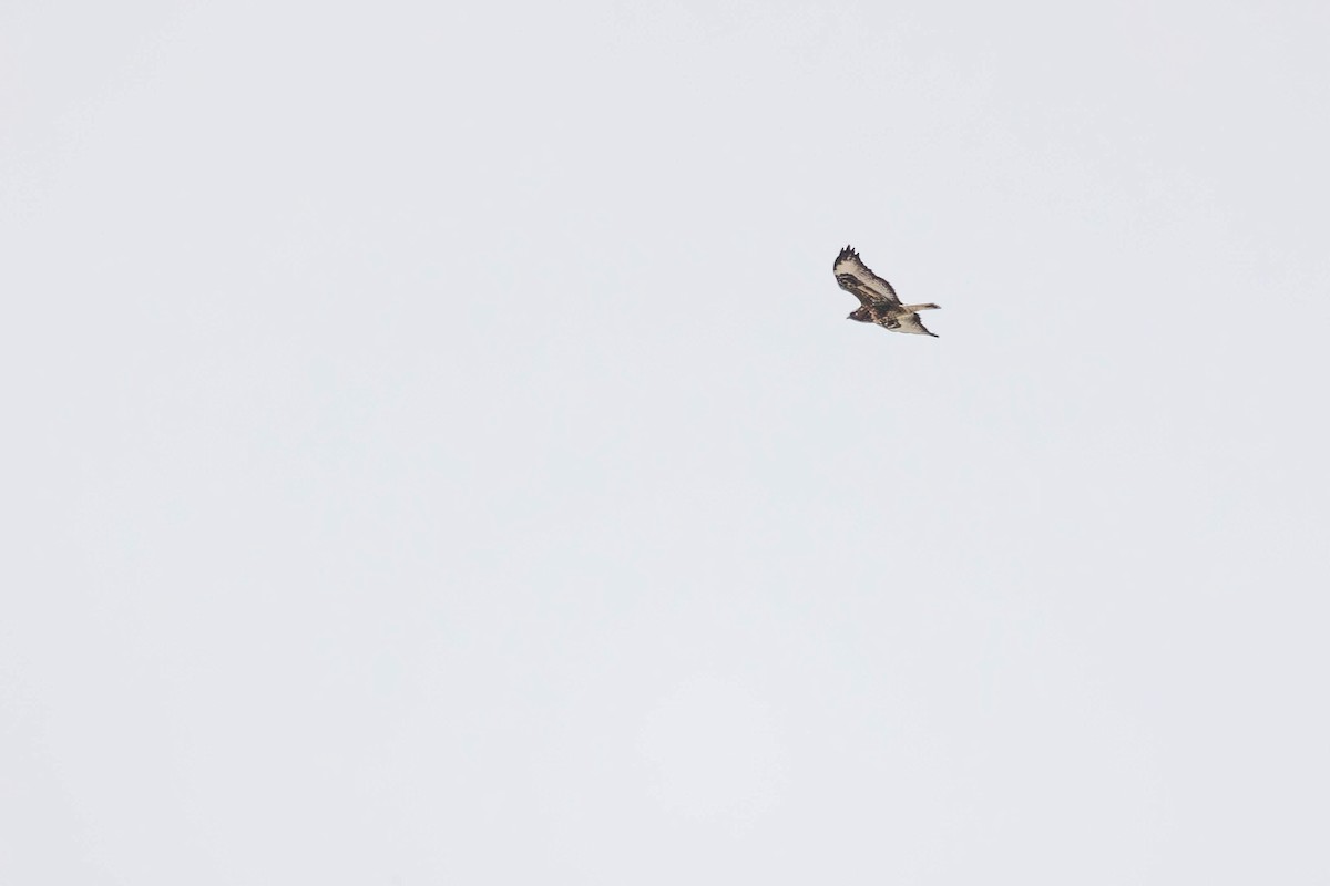 Rough-legged Hawk - ML646271404