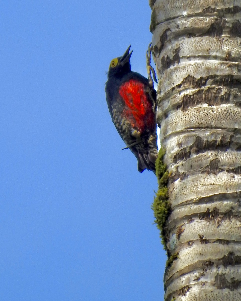 Yellow-tufted Woodpecker - ML646271408