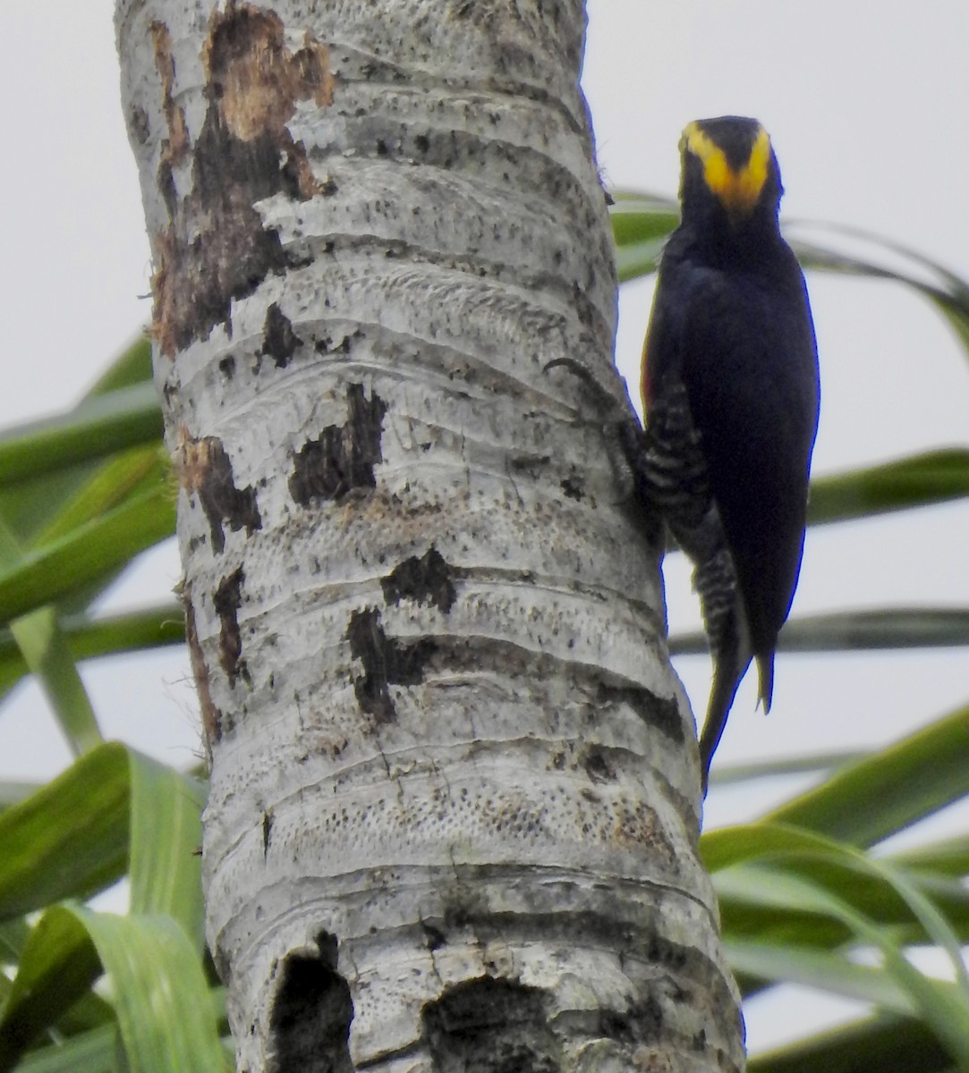 Yellow-tufted Woodpecker - ML646271409