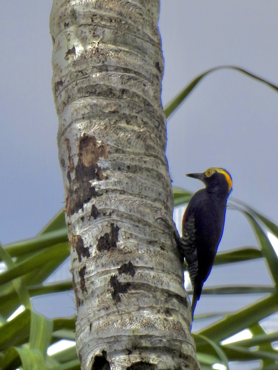 Yellow-tufted Woodpecker - ML646271410