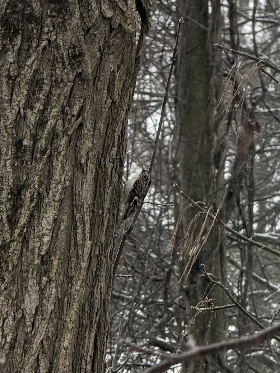 Brown Creeper - ML646271412