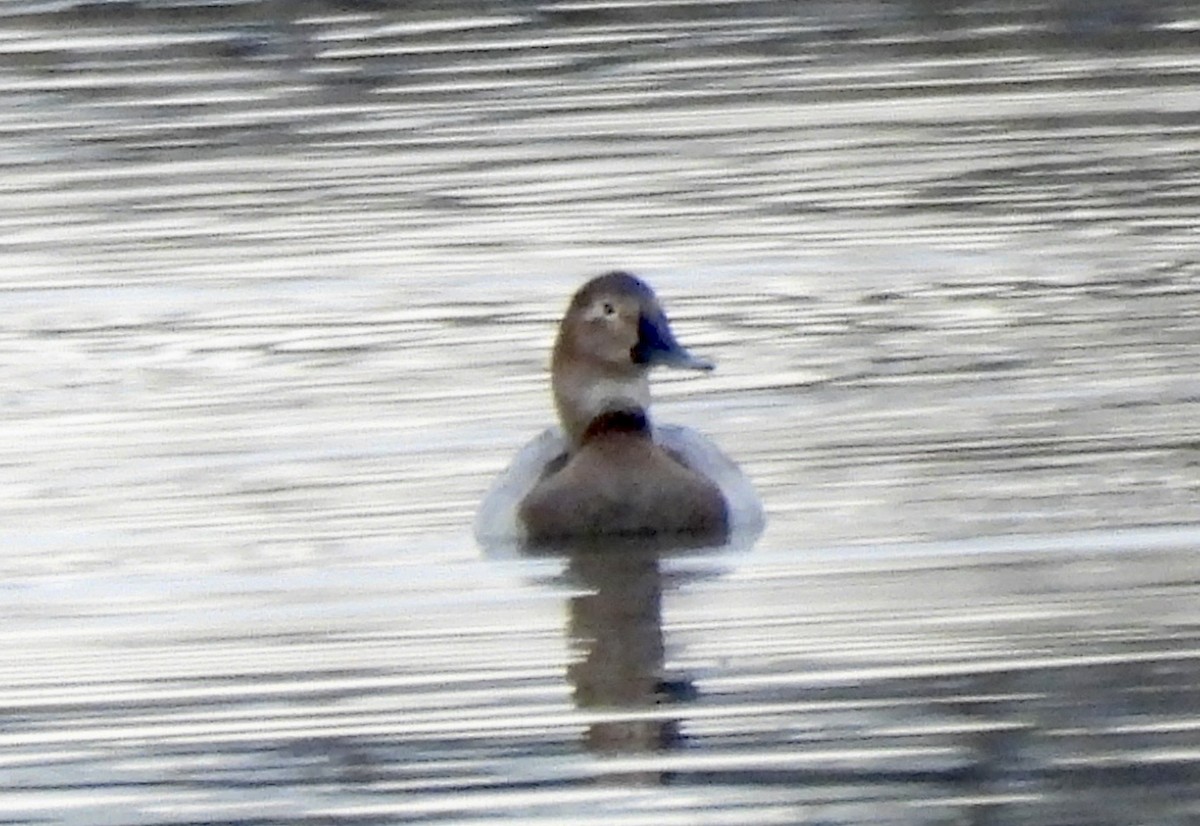 Canvasback - ML646271413