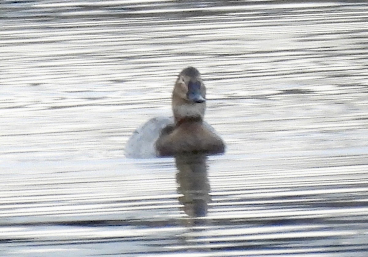Canvasback - ML646271414