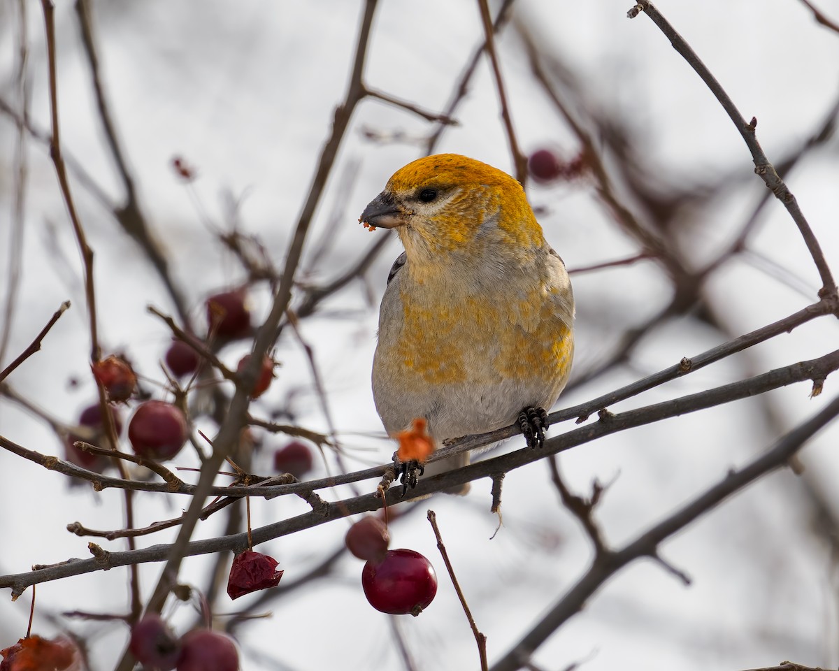 hýl křivčí - ML646271416