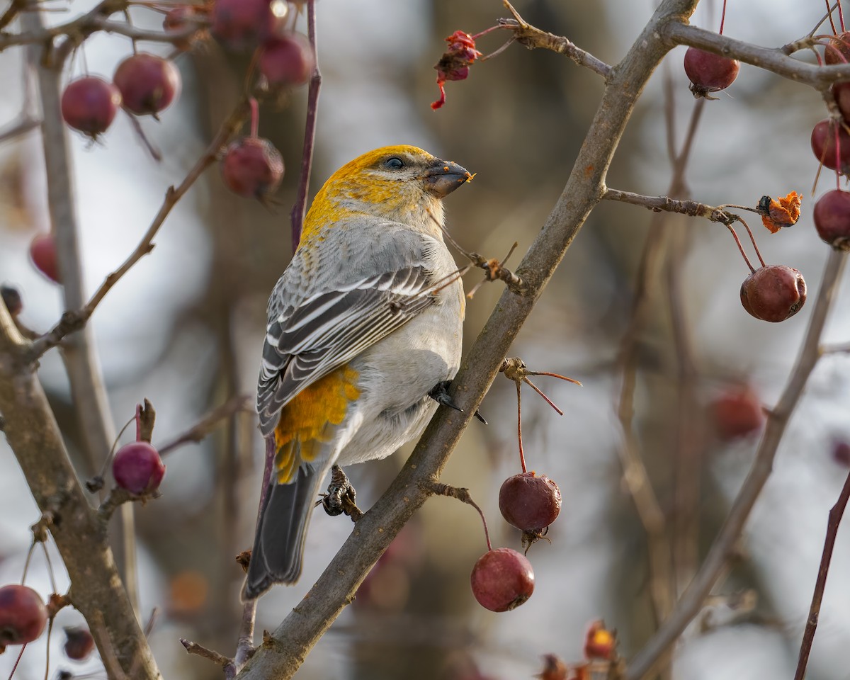 hýl křivčí - ML646271417