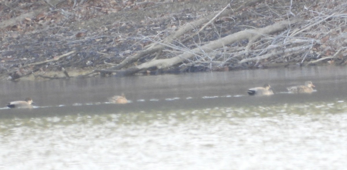 Boz Ördek - ML646271424