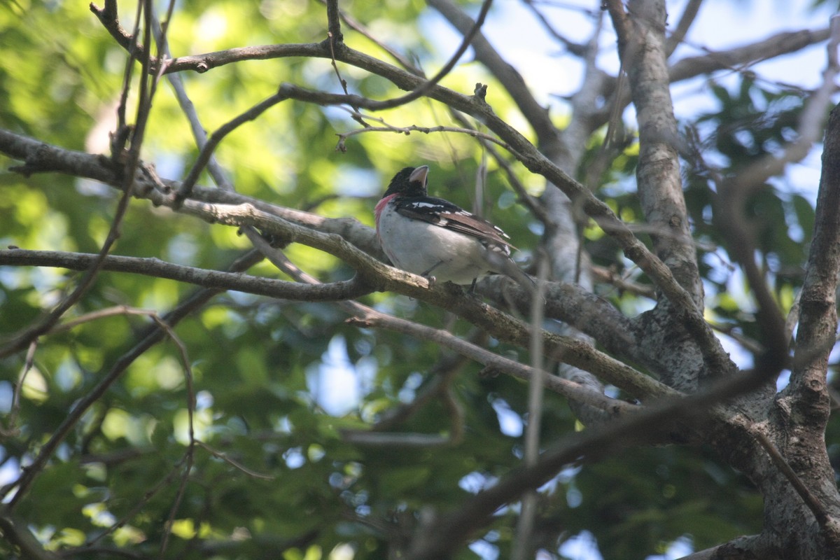 Розовогрудый толстонос - ML646271425