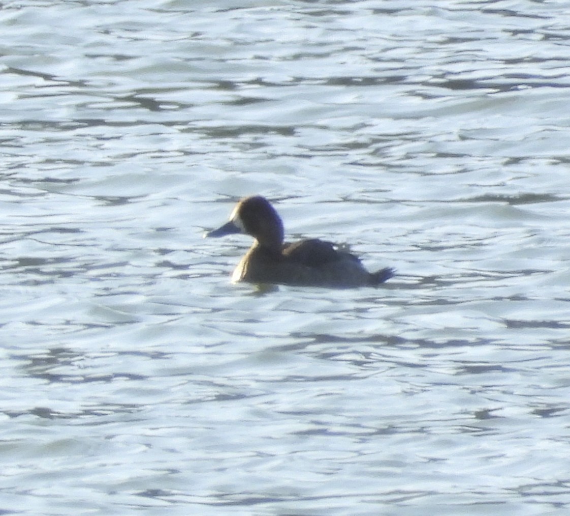 コスズガモ - ML646271426