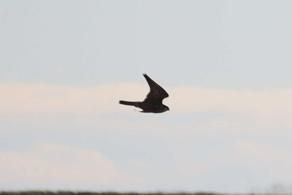 遊隼(peregrinus群) - ML646271429