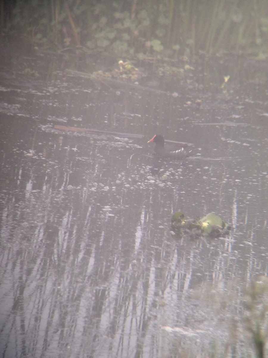 סופית אמריקנית - ML646271434