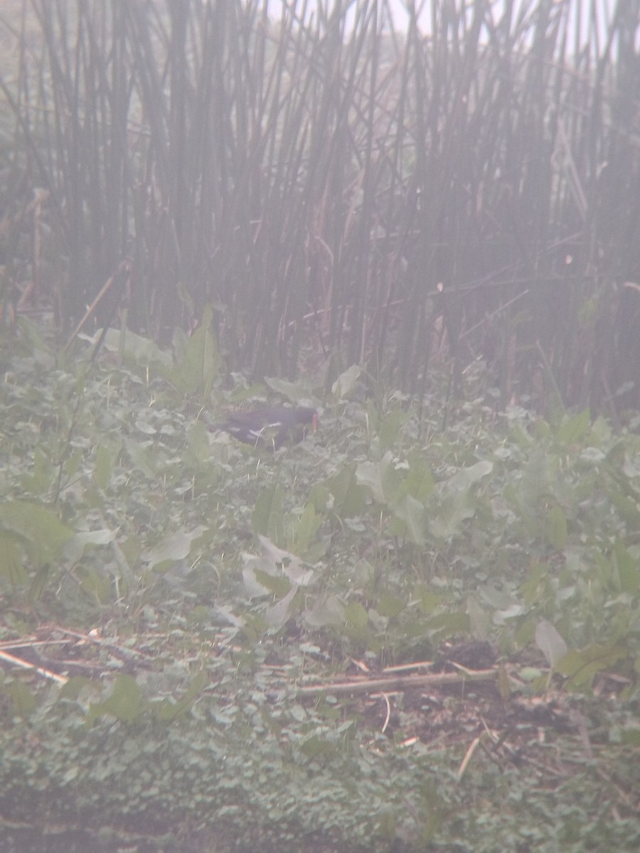 סופית אמריקנית - ML646271437