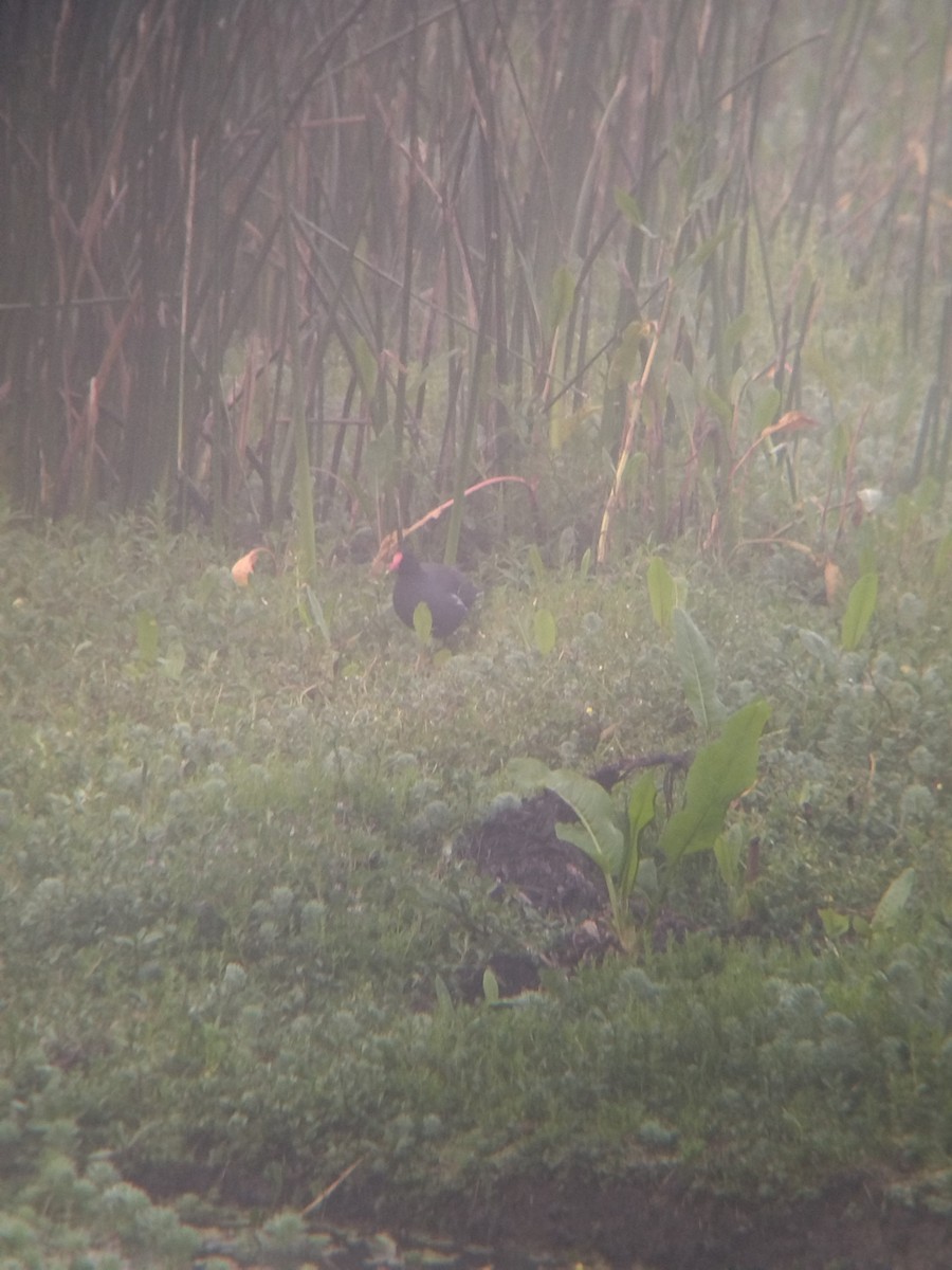 Amerika Sutavuğu - ML646271441