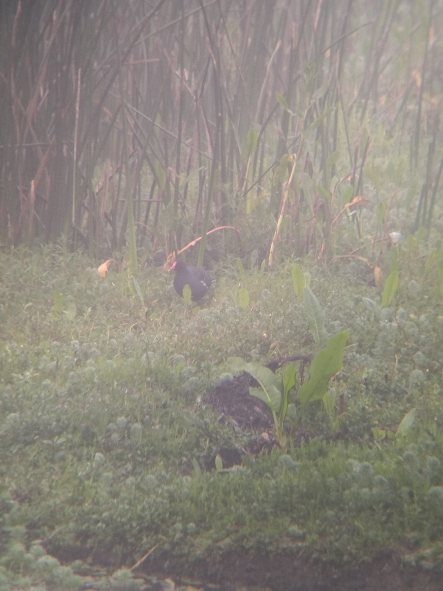 Amerika Sutavuğu - ML646271442