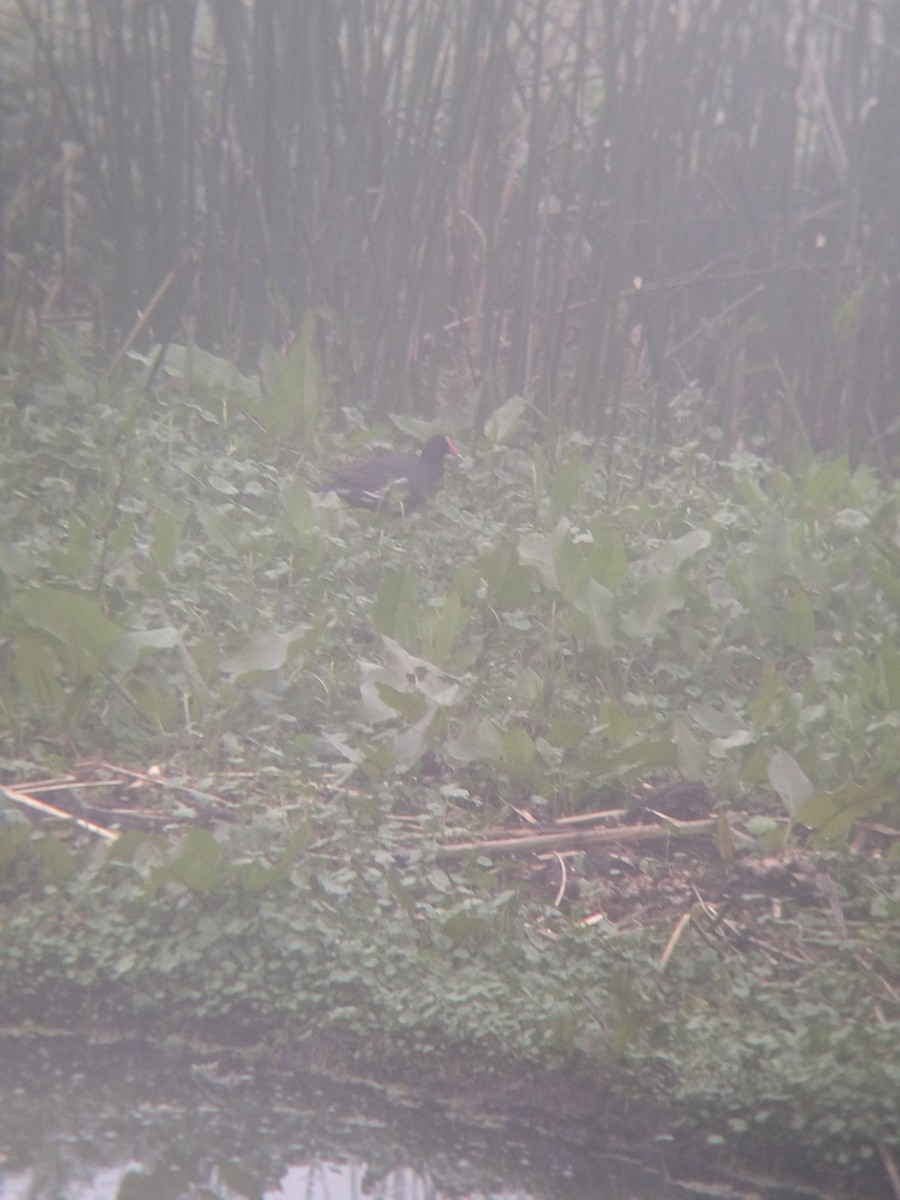 Amerika Sutavuğu - ML646271443