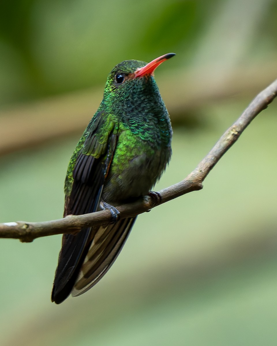 Rufous-tailed Hummingbird - ML646271444