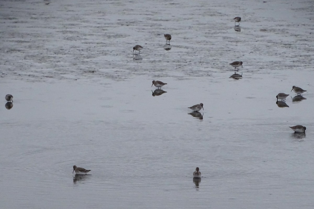 Dunlin - ML646271448