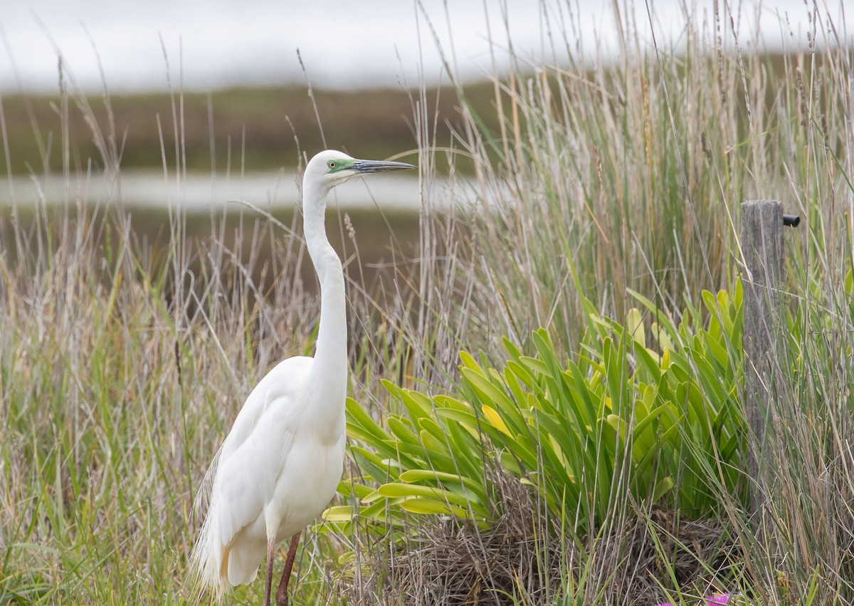 לבנית גדולה (מזרחית) - ML646271449