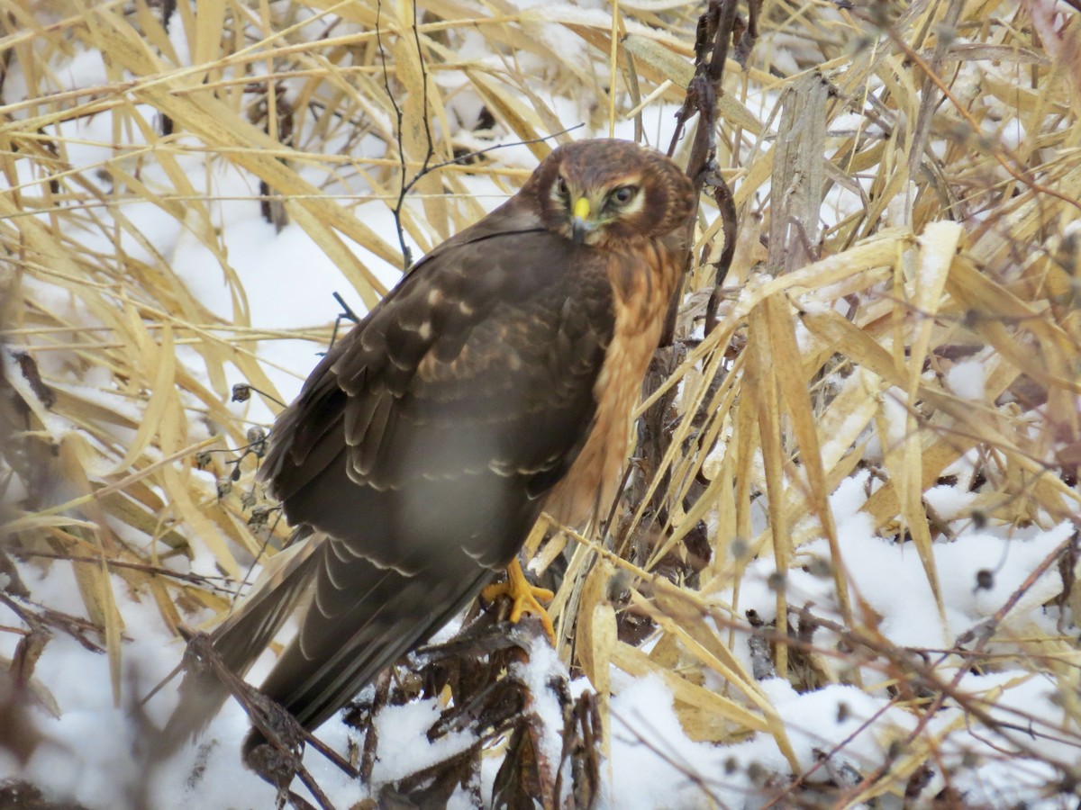 זרון אמריקני - ML646271450