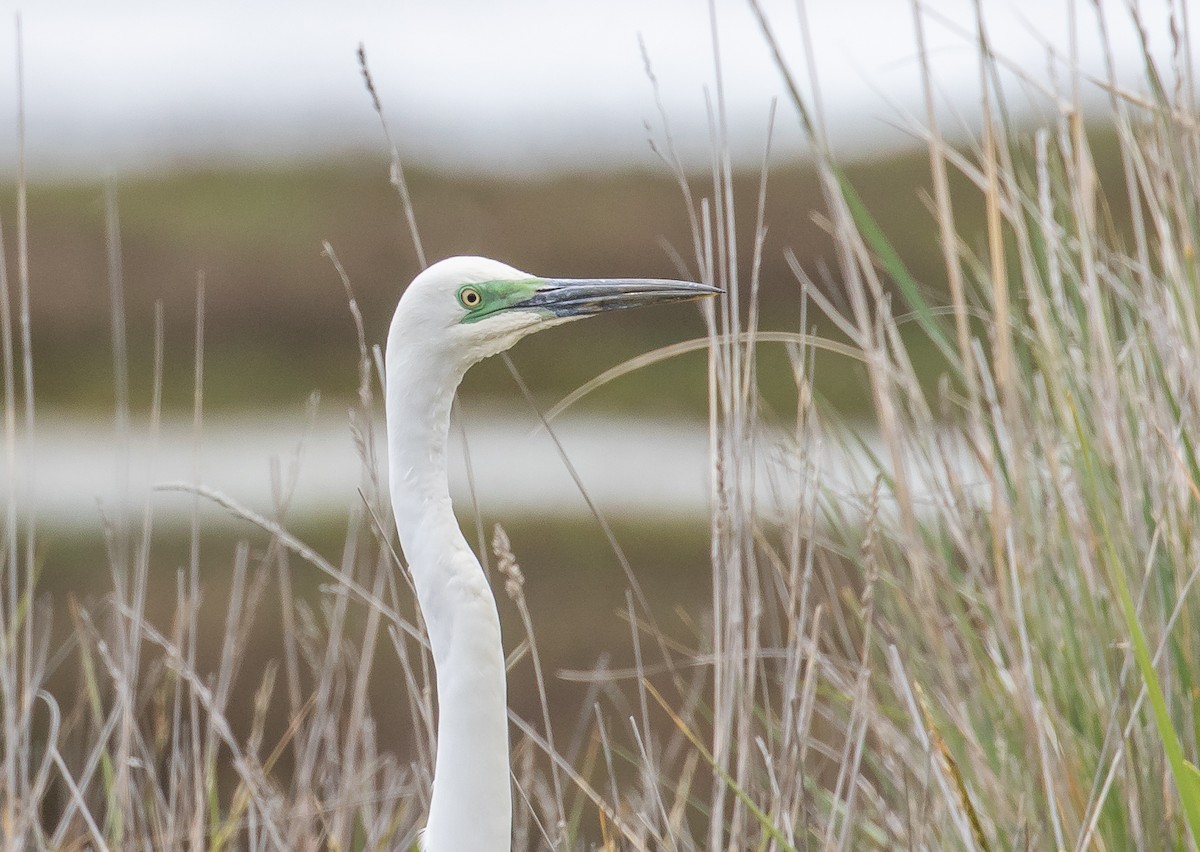 לבנית גדולה (מזרחית) - ML646271453