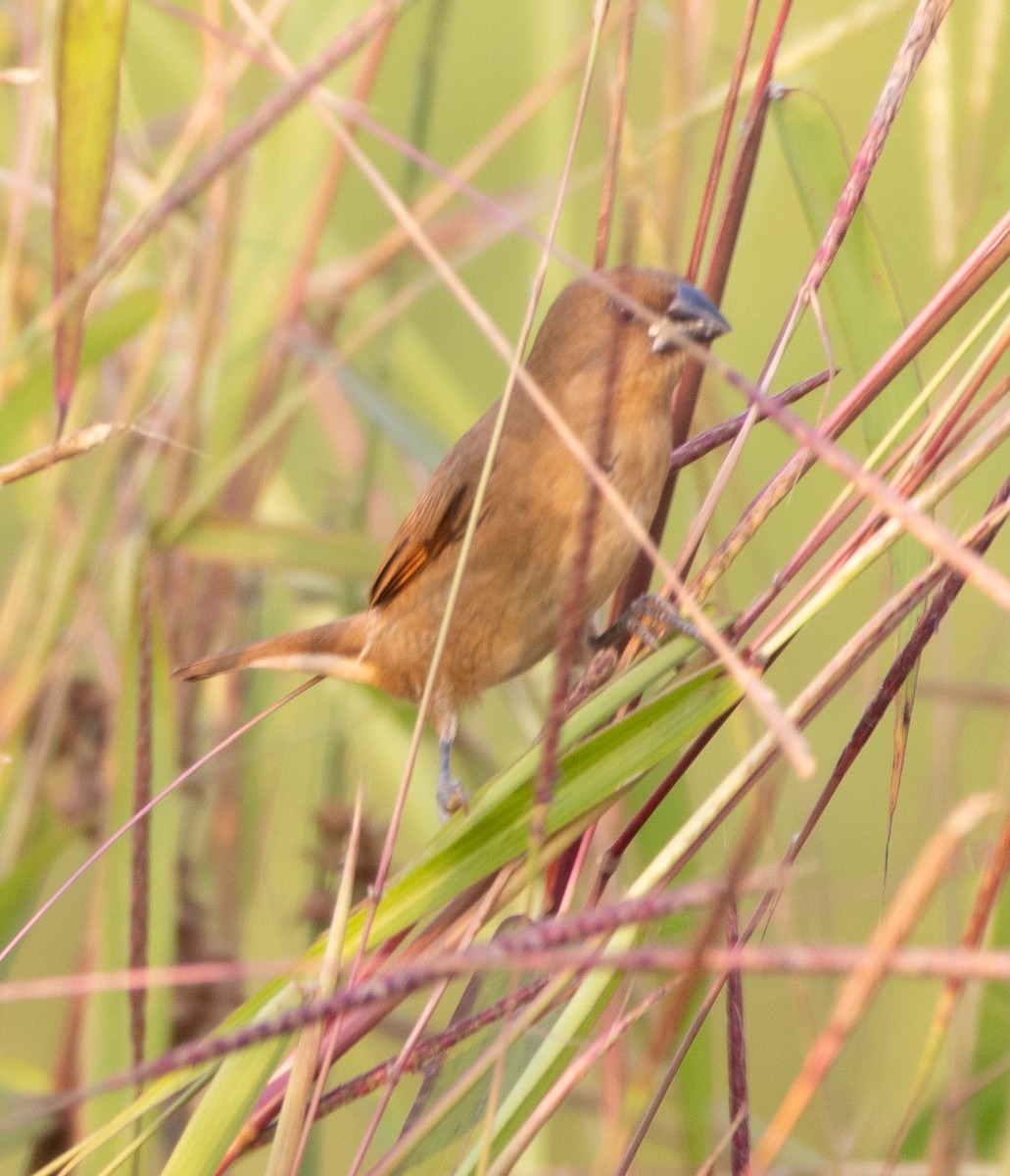 מוניה מפוספסת-חזה - ML646271468