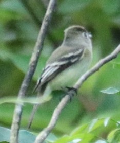 White-bellied Wren - ML646271475