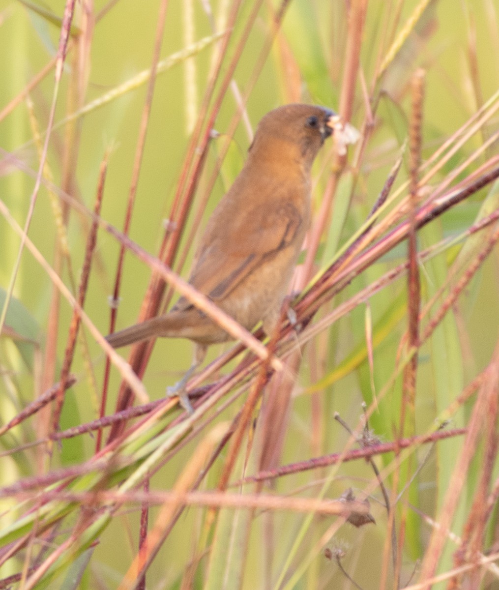 מוניה מפוספסת-חזה - ML646271476