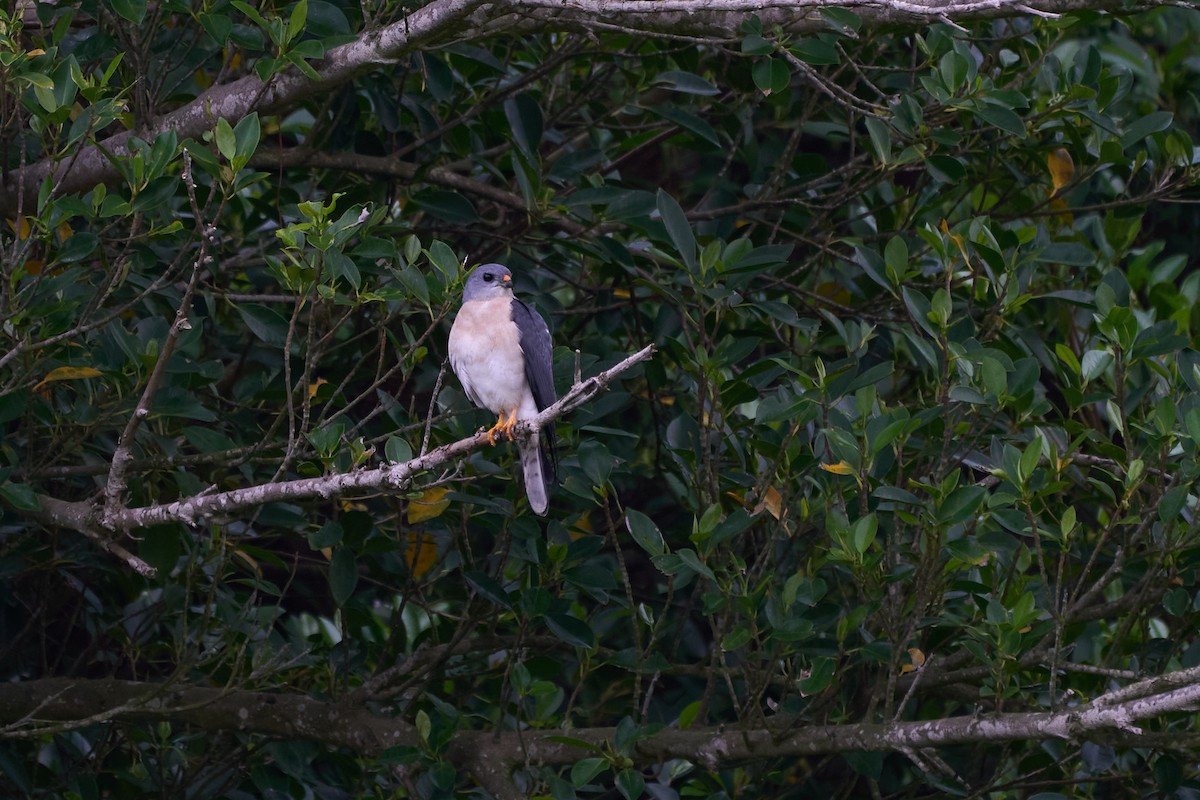 נץ יפני - ML646271477