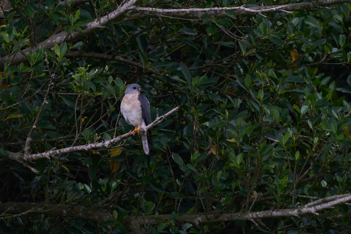 נץ יפני - ML646271478