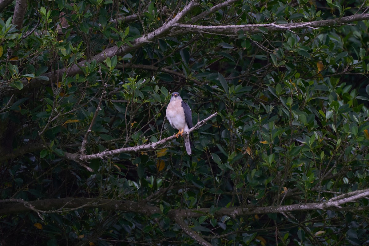 נץ יפני - ML646271479